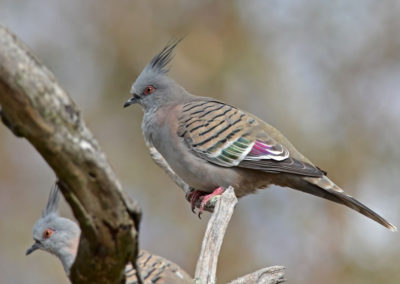 CRESTED PIGEON Ocyphaps lophotes