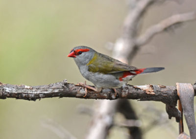 RED-BROWED FINCH Neochmia temporalis