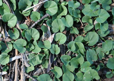 KIDNEY WEED Dichondra repens