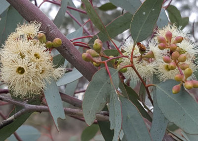 YELLOW BOX Eucalyptus melliodora