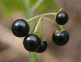 GLOSSY NIGHTSHADE Solanum americanum