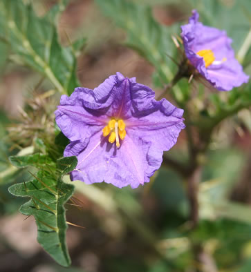 NARRAWA BURR Solanum cinereum