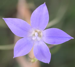 BRONZE BLUEBELL Wahlenbergia luteola