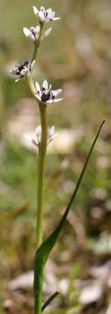 EARLY NANCY Wurmbea dioica